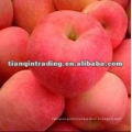 shandong fresh red fuji apple